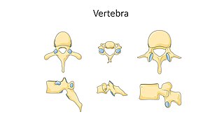 Vertebra -- Smart-Servier.jpg