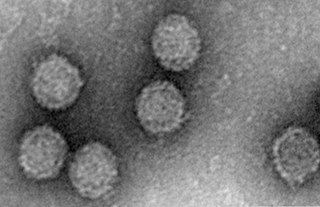 <i>Banna virus</i> Species of virus