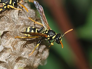 <i>Polistes</i> Genus of wasps