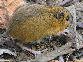 <span class="mw-page-title-main">Woodland jumping mouse</span> Species of rodent