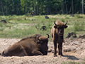 BPN, Białowieża