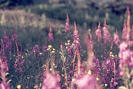 Epilobium angustifolium Linné. — Épilobe à feuilles étroites. — Bouquets rouges. — (Fireweed).