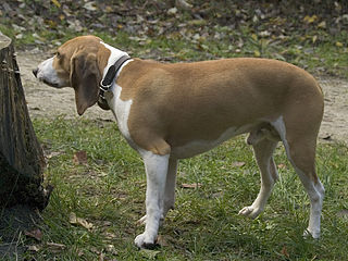 <span class="mw-page-title-main">Schweizerischer Niederlaufhund</span> Dog breed