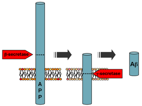 Processing of the amyloid precursor protein APP processing.png