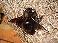 Xylocopa violacea a Europa