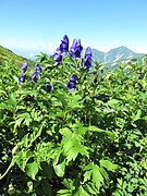 Aconitum nipponicum