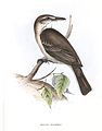 Agriornis micropterus