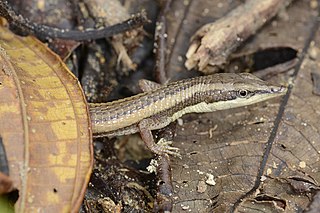 <i>Anadia</i> (lizard) Genus of lizards