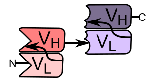 <span class="mw-page-title-main">Bi-specific T-cell engager</span> Class of artificial monoclonal antibodies