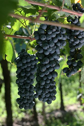 <span class="mw-page-title-main">Douce noir</span> Variety of grape