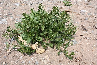 <i>Cakile edentula</i> species of plant