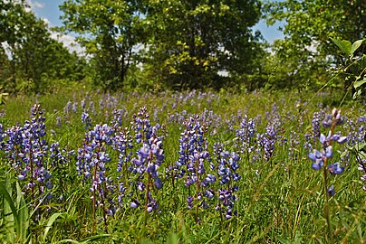 Canoelandingprairie2.jpg