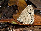 Hermeuptychia sosybius (Carolina satyr) Adult, ventral view of wings.