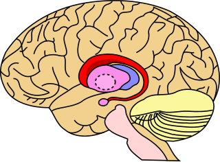 <span class="mw-page-title-main">Caudate nucleus</span> Structure of the striatum in the basal ganglia of the brain