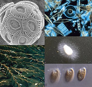 <span class="mw-page-title-main">Chromista</span> Eukaryotic biological kingdom