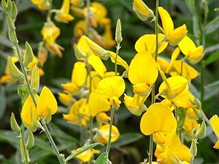 <i>Crotalaria juncea</i> Species of legume