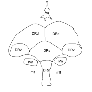 <span class="mw-page-title-main">Trochlear nucleus</span> Motor nucleus of cranial nerve IV