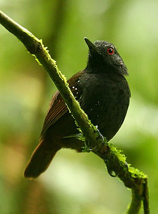 <i>Sipia</i> Genus of birds