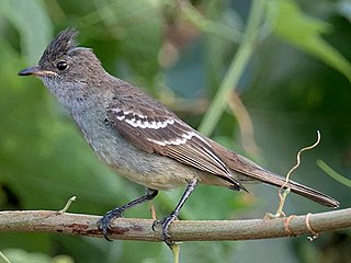 <span class="mw-page-title-main">Noronha elaenia</span> Species of bird