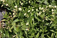 Epilobium luteum