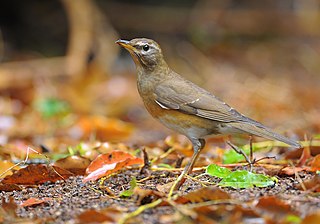 <span class="mw-page-title-main">Eyebrowed thrush</span> Species of bird