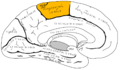 中心傍小葉。中心傍溝の後方に位置する脳回。