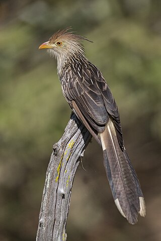 <span class="mw-page-title-main">Guira cuckoo</span> Species of bird