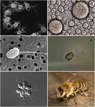 <span class="mw-page-title-main">Holozoa</span> Clade containing animals and some protists