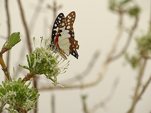 Insecte Photograph: KOUAGOU Damien