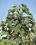 Från Jatropha curcas används fröna för att göra vegetabilisk olja.