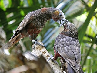 <span class="mw-page-title-main">New Zealand parrot</span> Family of birds