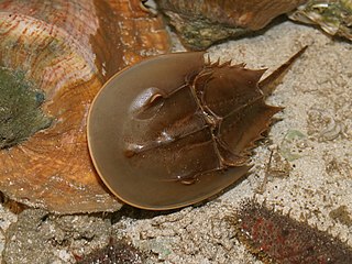 <span class="mw-page-title-main">Atlantic horseshoe crab</span> Species of arthropod