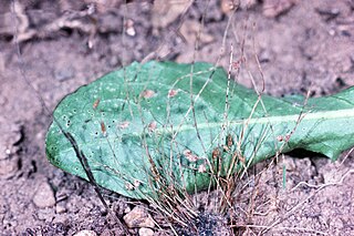 <i>Lipocarpha</i> Genus of grass-like plants