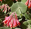 Feuille perfoliée de Lonicera sempervirens