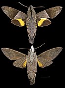 Macroglossum hemichroma