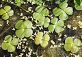 Marsilka čtyřlistá (Marsilea quadrifolia)