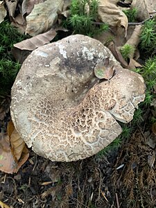 Russula nigricans goitik ikusita.