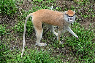 <span class="mw-page-title-main">Common patas monkey</span> Species of Old World monkey