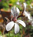 Pelargonium 'Old Spice'