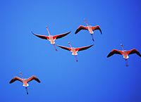 Greater flamingo, a regular migrant to Lake Chilwa and other wetlands Phoenicopterus roseus.jpg