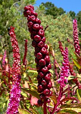 Phytolacca icosandra