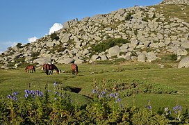 Plateau du coscione.JPG