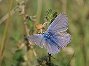   Polyommatus icarus