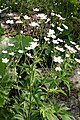 Ranunculus platanifolius, Präbichl bei Eisenerz, Steiermark