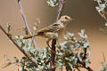 Rødisset Cisticola  (Cisticola ruficeps, Kat. )