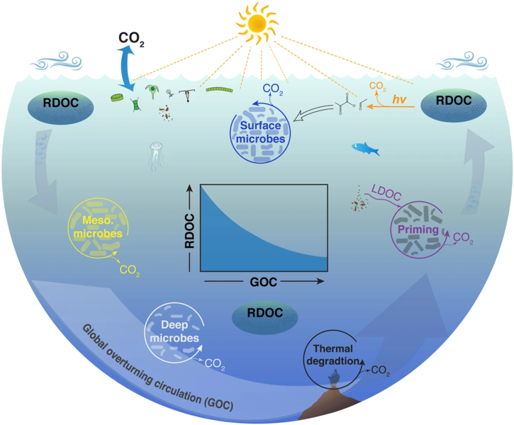 Removal of refractory DOC in the ocean Phytoplankton production and food web dynamics in surface waters release a diverse mixture of dissolved molecules with varying reactivities. Bacteria and archaea utilize labile and semi-labile forms of DOC in surface and mesopelagic waters of the upper ocean, leaving behind a vast reservoir of refractory DOC (RDOC) that persists in the ocean for millennia. The ocean is a patchy environment that harbors a great diversity of microbes and physicochemical processes with the potential to remove refractory DOC when these molecules encounter environmental conditions and microbes that can degrade them. Physical mixing transports refractory DOC throughout the ocean realm and thereby increases the likelihood of its removal. Deep ocean waters can be entrained into hydrothermal circulation and associated DOC can be removed by thermal degradation. Sinking particles from the upper ocean release labile DOC (LDOC) that triggers hot spots of microbial activity and primes the removal of refractory molecules. Mixing of subsurface waters into sunlit waters exposes refractory DOC to warmer temperatures and photochemical processes that can mineralize and transform refractory molecules into simple compounds (e.g., pyruvate, formaldehyde) for rapid microbial utilization. Thus, it appears the lifetime of refractory molecules in the ocean is regulated by the rate of global overturning circulation (GOC). This relationship indicates a slowing of GOC could lead to an increase in the reservoir size of refractory DOC, assuming a constant production rate of refractory DOC (inset panel).[100]