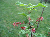 Ribes meyeri