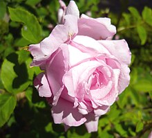 'Coupe d'Hebe' Rosa 'Coupe d'Hebe'.jpg