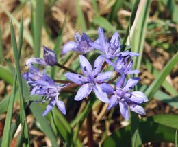 Dvilapė scylė (Scillia bifolia)