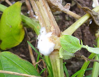 <i>Sclerotinia sclerotiorum</i> Species of fungus